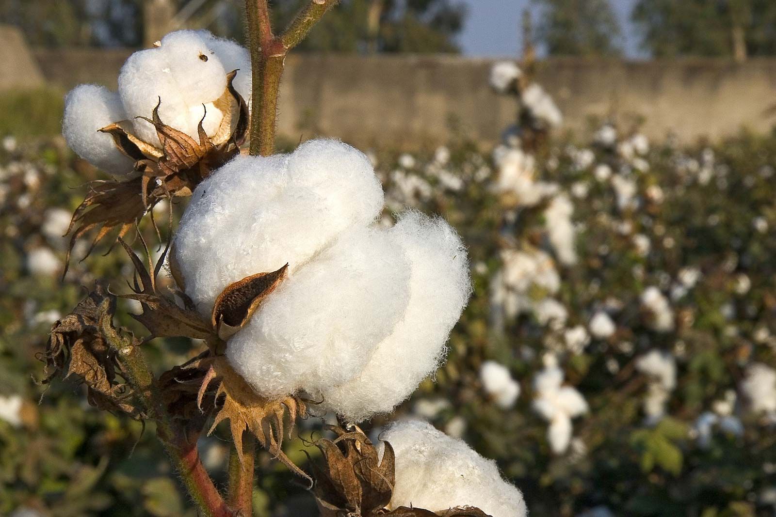 Cotton crop